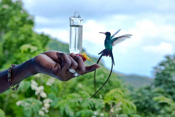 Ahhh Ras NatangoHumming Bird Jamaica