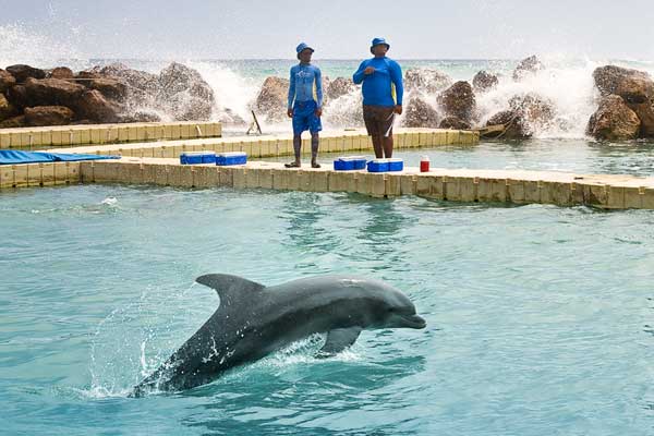 Dolphin Cove Jamaica