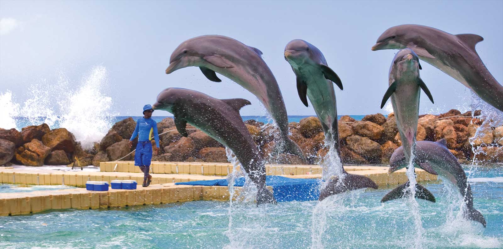     Dolphin Cove