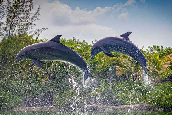 Dolphin Cove